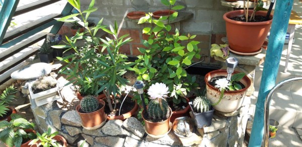 Гостевой дом Тенистый дворик