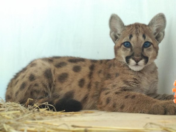 Мини-гостиница Mini Hotel Leon