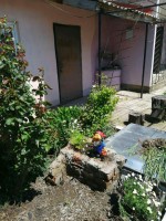 Золотая рыбка