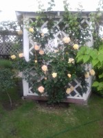 готель Paradise